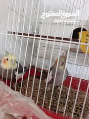  3 جوز كوكتيل حبشي صلاة النبي صحه ونظافة شغالين للبيع مع القفص والكوخ ب40 دينار والشرا ما بقصر معاه