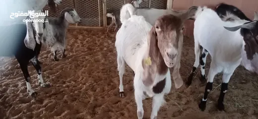  2 Pakisthani goat