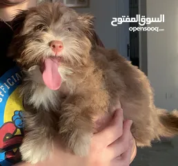  1 Mini Havanese