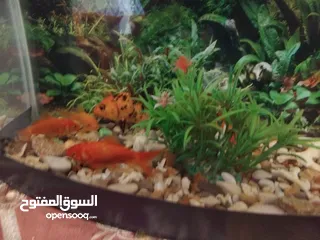  3 سمك زينه للبيع