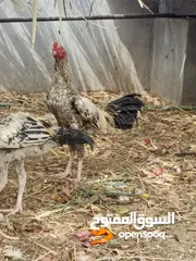  12 انثى منتجه للبيع