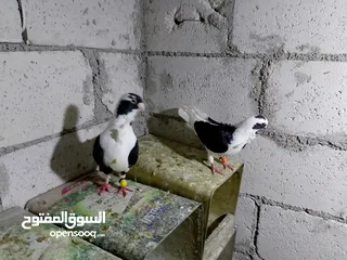  13 جواز حمام شغلات ميه بل ميه