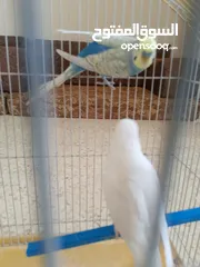  4 طيور حب مشكلات