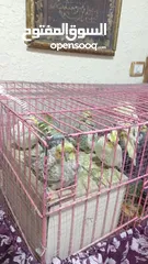  5 ببغاء كوكتيل اي لون