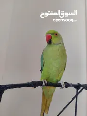  14 ببغاء درارة هندي ذكر اسمو كوكو عمر سنتين مطوق اليف جدا ما بعض نهائي لعوب بحب الاطفال