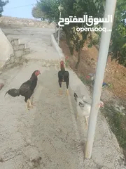  5 دجاج باكستاني