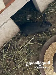  6 أرانب مخاليف للبيع إعمار مختلفة