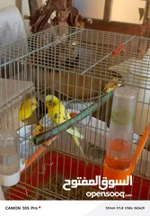  4 طيور حب مع فراخ عدد 2 للبيع بحاله ممتازه
