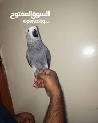  3 Very friendly African grey with paper