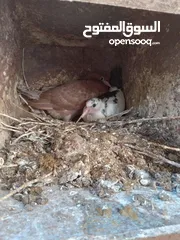  7 زغاليل حمام حجم كبير