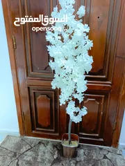  14 أشجار لوزيات أغصان طبيعي