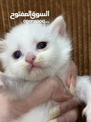  18 قــطــط لــلــبــيــع