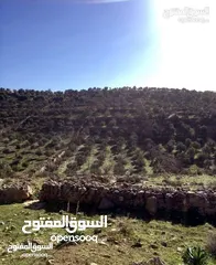  12 أرض استثماريه مميزه بجبال عجلون السياحيه
