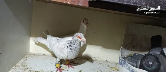  1 حمام لابيع