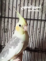  4 فحل باستل ابو فراخ حجم جامبو اقرأ الوصف