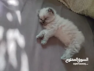  2 قط ذكر هملايا عمر 40 يوم
