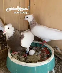  3 حمام مطوق ايراني