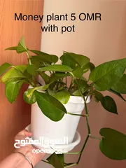  1 Indoor plants for sell