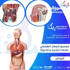  1 مجسم الجهاز الهضمي Digestive System Model