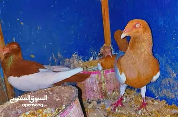  1 جوز يهوديات تحتهم فرخ وبيض