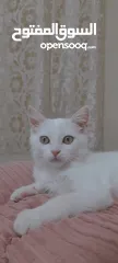  13 قطط لتبني ذكر وانثى عمر شهرين ونص