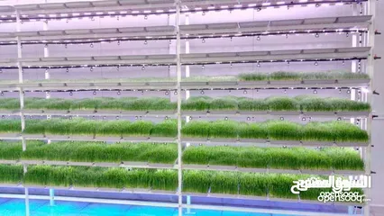  26 استنبات شعير  شعير مستنبت Sprouted   صواني استنبات شعير Barley germination barley