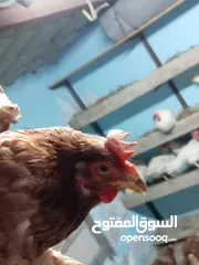  5 بسم الله ماشاء الله جاج هندي