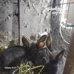  7 ارانب هجين