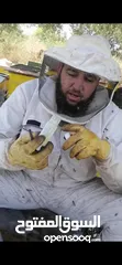  7 غذاء ملكات حبوب لقاح عسل طبيعي
