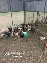  2 للبيع دجاج بلدي