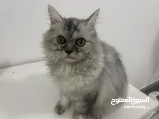  4 Persian cats for adoption FREE CATS