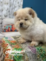  8 Chow Chow Female Puppy