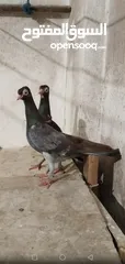  7 حمام شلبي نخب اول