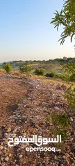  30 مزرعه  صغريه راقيه على قمه جبل مطله للغرب كوشان مستقل بسعر مميز جدا منطقه مزراع راقيه