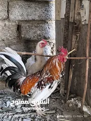  1 دجاج عرب اصلي نضيفات فول