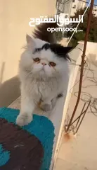  2 ذكر بيرشين للبيع