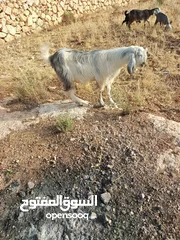  10 جدي لون مميز عمره 7شهور مشروع فحل فوق النخب  وتوم جدي وصخله عمر 3 شهور