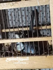  3 حمام ماسي أو ملوكي + كريم أبيض