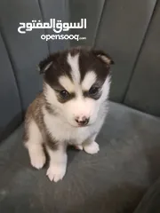  6 husky puppies available 1 months old