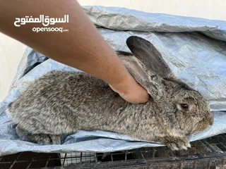  3 ذكر الماني عمر 9 شهور