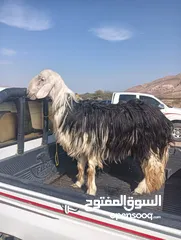  2 للبيع كبش نجدي فحل راهي مد وشور