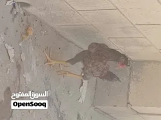  4 Pakistani rooster