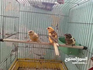  25 اقرى الوصف