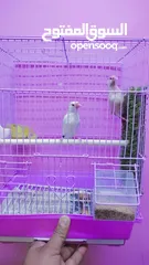  6 White sparrow java female. Fawn Java male.. for sale with cage.