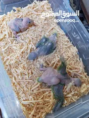  3 متوفر فراخ دره زق يدوي
