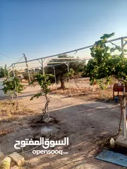  27 بيت مستقل تقريبا مزرعه مشيكه كامله مزروعع عنب وحمضيات مساحه البناء 160م وغرفه خارجيه 40م الواقع احلا