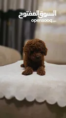  13 korean toy poodle T_cup now in Jordan كورين توي بودل تيكب