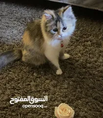  1 قطة فارسية مون فيس