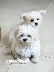  2 Maltese puppies. price negotiable if come directly to see. best puppies.