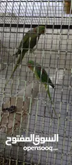  8 ببغاء كساندرا و دوره